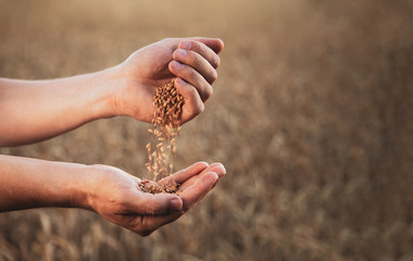 man pours wheat from hand to hand on the background of wheat field