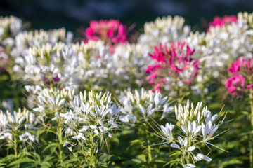 Close up pink Cleome hassleriana flower or spider flower in a garden.Commonly known as spider plant, pink queen, or Grandfather's Whiskers.Selective focus white and pink spider flowers.