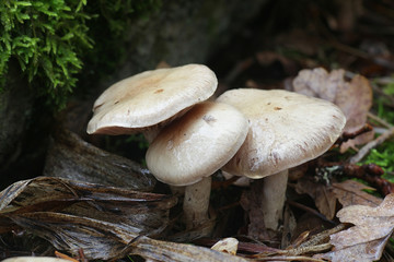 Cortinarius lucorum, a webcap mushroom from Finland