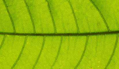 The fresh green leaf close up with the pattern of the foliage clearly