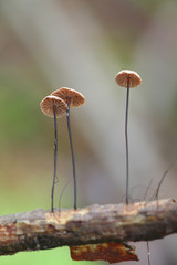 Gymnopus androsaceus, known as horsehair parachute mushroom