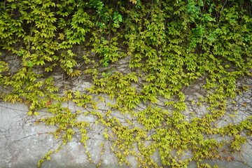A gray concrete wall is braided by a growing ivy green plant. Floral background with a creeper on a gray wall on a sunny spring day.