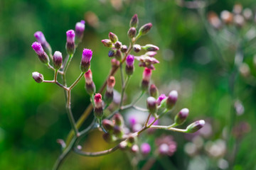 Fototapeta premium Purple and white flowers, blurry and soft backdrop, vintage style