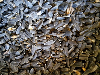 Close-up sunflower seeds at a summer cottage