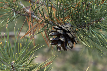 Fir cone