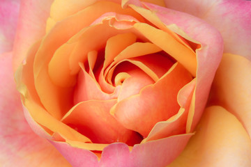 Orange-pink rose close-up