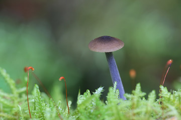 Entoloma lampropus (formerly Leptonia lampropus), a rare pinkgill mushroom growing wild in Finland
