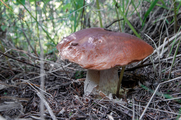 Porcini grows in the forest closeup