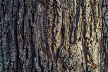 The natural texture of the bark of the tree is gray and brown