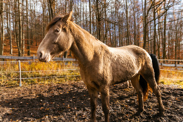 horse face portrait of a brown animal in autumn surroundings