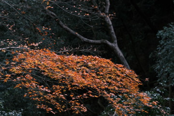 Autumn leaf fall. Maple leaves. Nature background