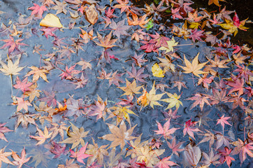 水面に浮いた落葉