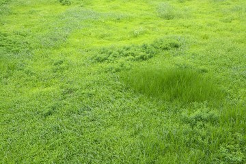 グリーングラス