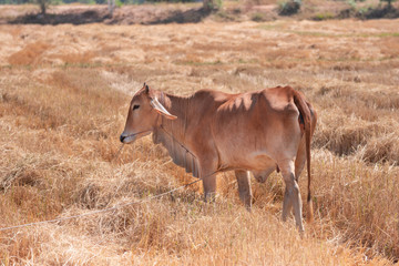 Naklejka na ściany i meble Red cows in the drought field after the harvest season, Thailand Southeast Asia