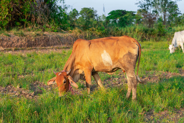 Red cows in the drought field after the harvest season, Thailand Southeast Asia