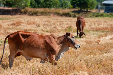 Red cows in the drought field after the harvest season, Thailand Southeast Asia