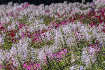 Fototapeta premium Close up pink Cleome hassleriana flower or spider flower in a garden.Commonly known as spider plant, pink queen, or Grandfather's Whiskers.Selective focus white and pink spider flowers.
