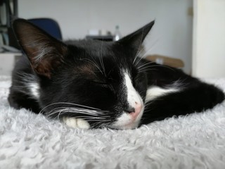 cat lying on bed © Caleb
