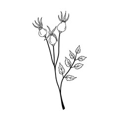 Black and white illustration of a rosehip twig with three berries on a white background. Isolated object. Element for design.