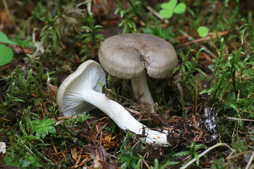 Hygrophorus agathosmus, known as the gray almond waxy cap or the almond woodwax, wild mushrooms from Finland