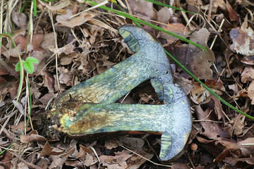 Neoboletus luridiformis, until 2014 as Boletus luridiformis, known as the scarletina bolete, wild mushroom from Finland