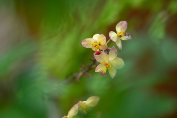 Ground orchid or Spathoglottis orchid as floral background