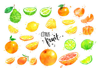 Watercolor collection of citrus fruit