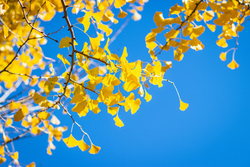 Changed yellow color of Leaves on blue sky background.