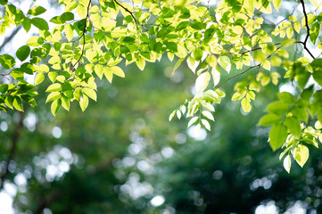 Fertile green leaves and trees There is a light shining into the beautiful natural concept.