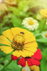 A honey bee pollinating Zinnia flower.