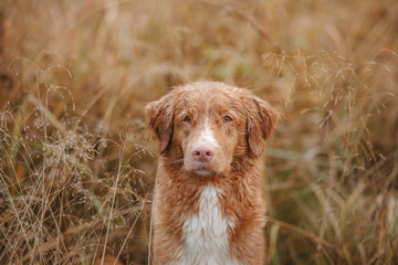 wet dog in the grass. Pet in the rain. Nova Scotia Duck Tolling Retriever in nature