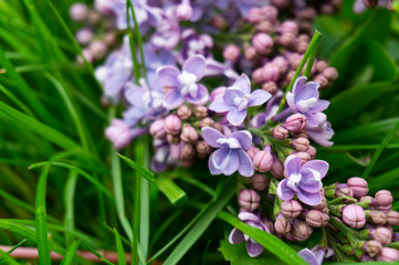 Fresh lilac flowers. Spring colorful background.