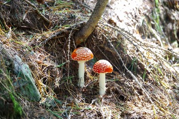 Fliegenpilz