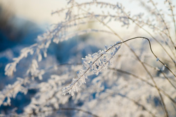 Ukrainian winter weather tales frosted branch ice rime macro photography