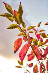 Autumn in the City Streets