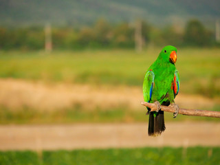 green amazon parrot on branches.