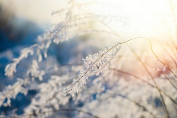Ukrainian winter weather tales frosted branch ice rime macro photography
