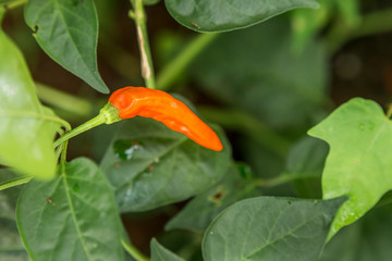 Ripe Red Chilli on the Plant
