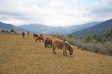 Hikers walking past the herd of horses in the mountains of eastern Bhutan 