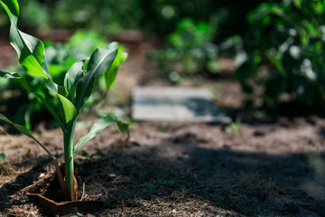 Junge Maispflanze im Beet