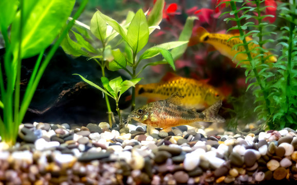 golden barbs - bright orange tropical aquarium fish
