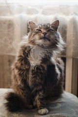 A fluffy striped cat with white breasts sits on a sofa in the backlight from the window and sniffs the air