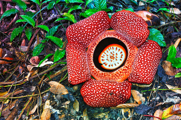 Rafflesia is a genus of parasitic flowering plants. It contains approximately 28 species all found...