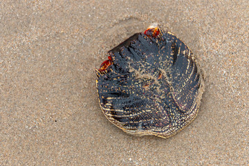 Fototapeta na wymiar Crab Shell