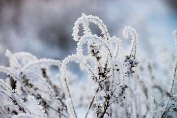Ukrainian winter weather tales frosted branch ice rime macro photography