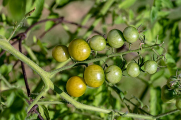 Ten little cherry tomatoes in a row begin to ripen on a plant in a southwest Missouri garden making an eye catching view. Bokeh