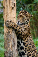 Fototapeta na wymiar A jaguar using a scratching post - Brazil