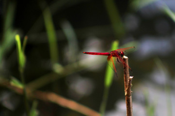 red dragonfly on branch