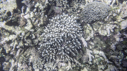 Naklejka na ściany i meble sea coral under the water, mauritius