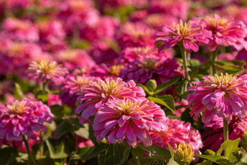 Obraz premium Beautiful pink Common Zinnia flower (Zinnia elegans) in the garden.Selective focus Youth-and-age flower close-up on blurred background.